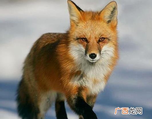 狐狸养殖前景如何,养一只银狐一年需要花费多少？
