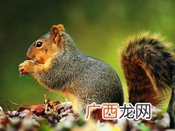 松鼠怎么养它们吃什么,松鼠主食吃什么？