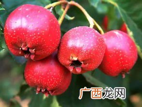 文玩山楂籽怎么去青皮快,五福籽清理方法？