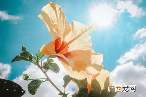最浪漫的说早安方式,情侣的早安问候语？