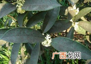 金桂和银桂怎么区别,金桂花和桂花有什么区别？