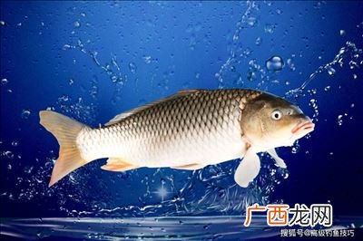 鲤鱼喜欢吃什么味型的饵料,钓鲤鱼用什么味型的香料?