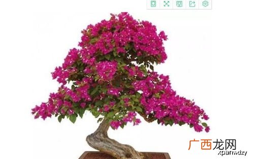三角梅不开花怎么办,养了四年三角梅怎么不开花?