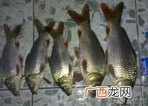 如何夜钓鱼鲤鱼,夜钓鲤鱼十大禁忌？