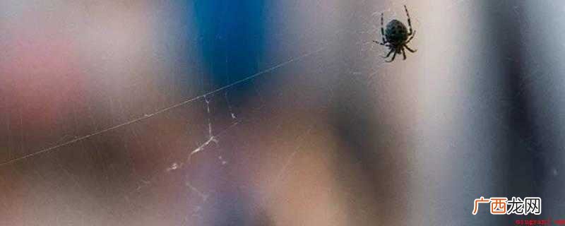 “虫网恢恢,疏而不漏” 虫网恢恢疏而不漏是改用自什么