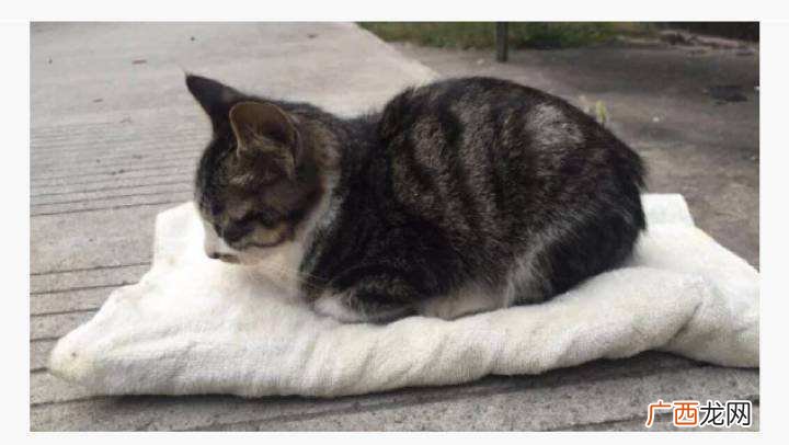 猫瘟会传染给人吗,【疑问】猫瘟会传染给人吗？