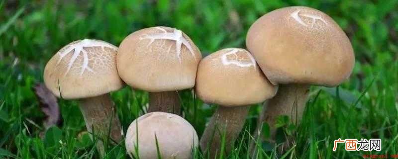 猴头菌生长环境有哪些? 什么蘑菇可以吃