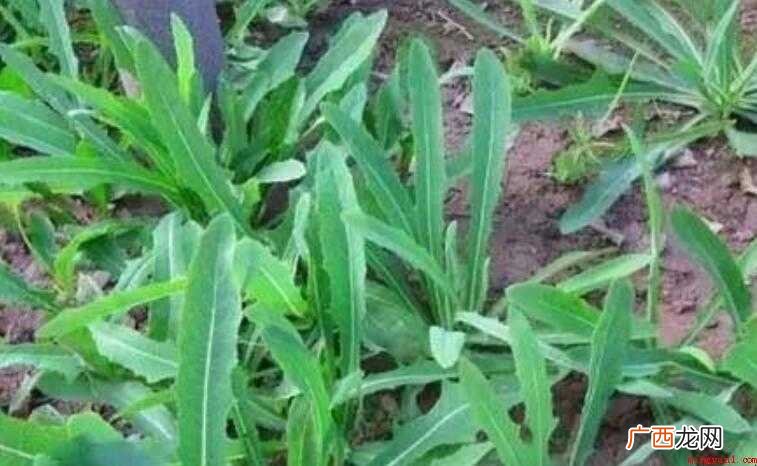 春天吃什么野菜比较好