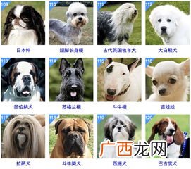 谁把世界犬类智商排行表给个,梗类犬智商排名前十的品种？