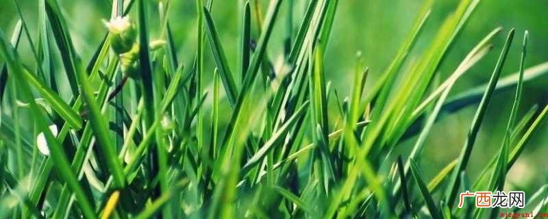 一片野草指的是老鼠的生肖 野草是指什么生肖