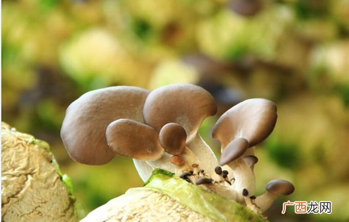 平菇发黄还能吃吗,平菇干了能吃吗买了些平菇，放干了颜色变黄？