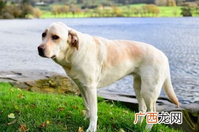 拉布拉多是哪个国家的,拉布拉多犬是哪个国家的名犬？