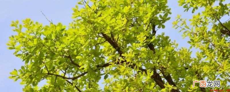 阳光是植物生长的必备条件之一 为什么枝叶稀的一面是北方