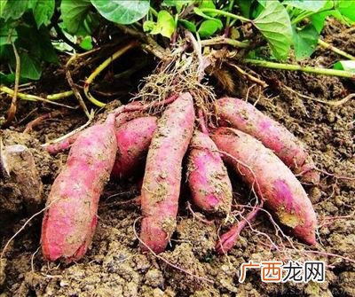 红薯能放多久,熟地瓜放冰箱能放多久？