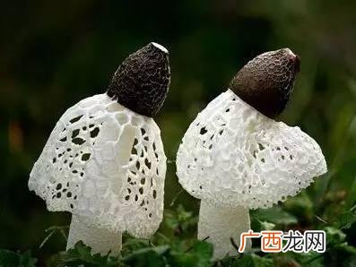 竹荪是什么东西,种植的竹荪该怎么描述？