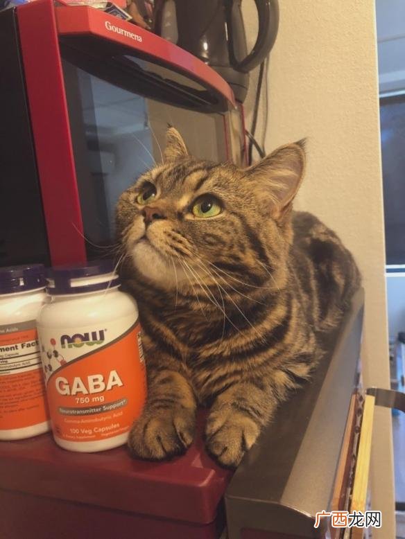 人可以吃猫粮吗,人能吃进口猫粮吗？
