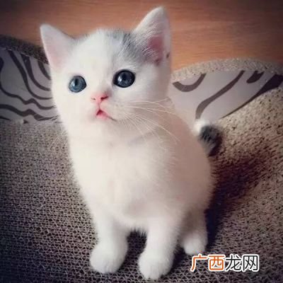 小猫多久断奶吃猫粮,猫几个月断奶？
