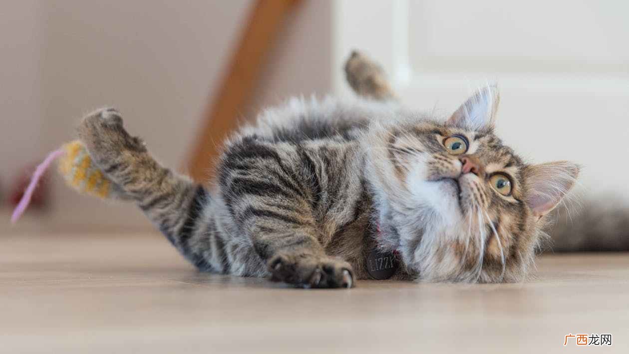 猫有什么特点,老舍笔下的猫有什么特点围绕猫的特点作者讲了哪几层意思?