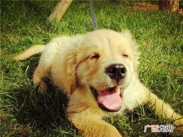 1至3个月小狗吃什么,刚出生三月的小狗要喝什么？