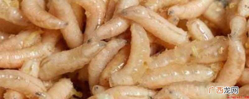 家里有蛆虫的原因有哪些? 蛆虫如何彻底消除