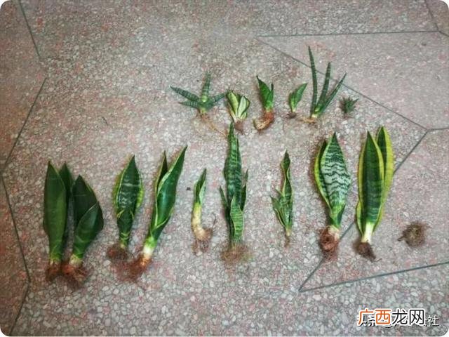 虎皮兰怎么扦插,如何扦插虎皮兰进行繁殖？