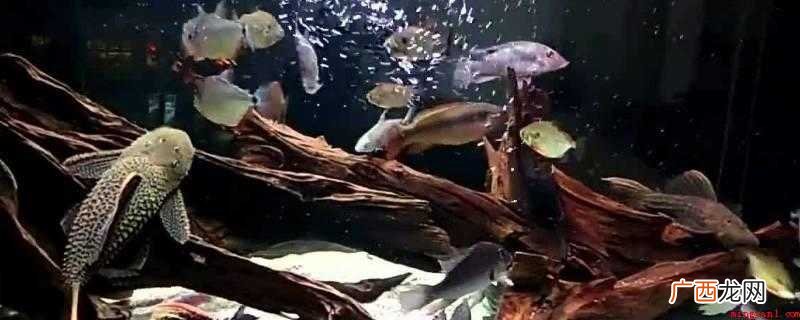 清道夫喜食水族箱的残饵、污物而起到净化水质的作用 清道夫鱼能吃吗