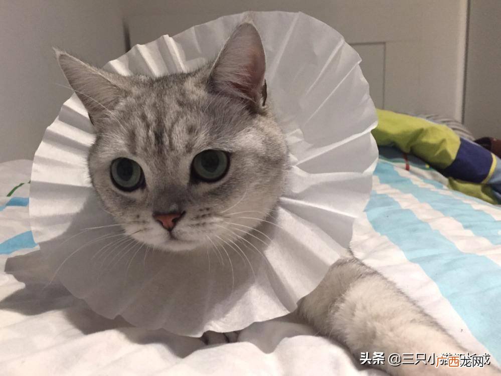 猫咪为什么要绝育,为什么要剪掉小猫耳朵,?