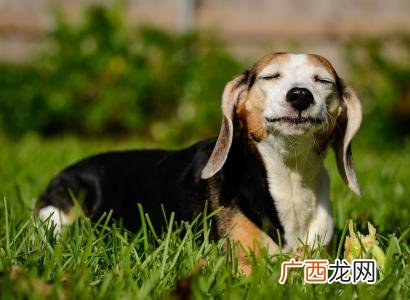 狗能吃西兰花吗,狗狗一周吃多少西兰花？