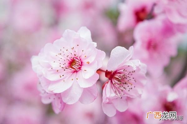 桃花什么颜色,桃花，几种颜色？