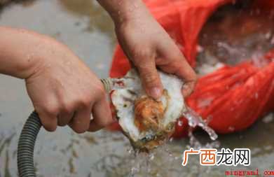 怎样处理生蚝 生蚝怎样清洗处理 怎样处理生蚝