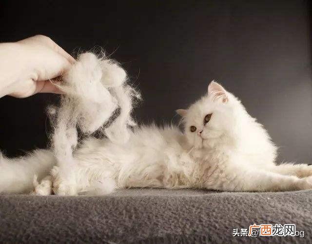肥皂水怎么通便,猫便秘怎么解决方法，解决猫便秘小偏方，是什么？