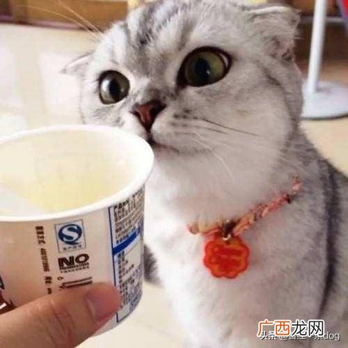 肥皂水怎么通便,猫便秘怎么解决方法，解决猫便秘小偏方，是什么？