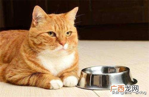 肥皂水怎么通便,猫便秘怎么解决方法，解决猫便秘小偏方，是什么？