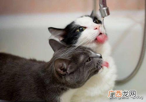 肥皂水怎么通便,猫便秘怎么解决方法，解决猫便秘小偏方，是什么？