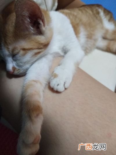 猫咪不让抱怎么办,我家的猫咪为什么不愿意让人抱？