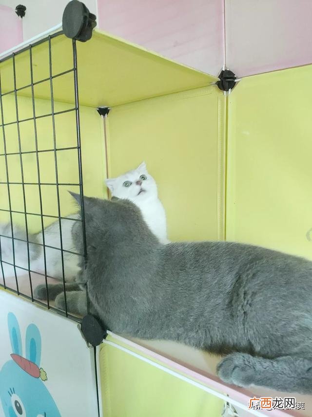 猫咪不让抱怎么办,我家的猫咪为什么不愿意让人抱？