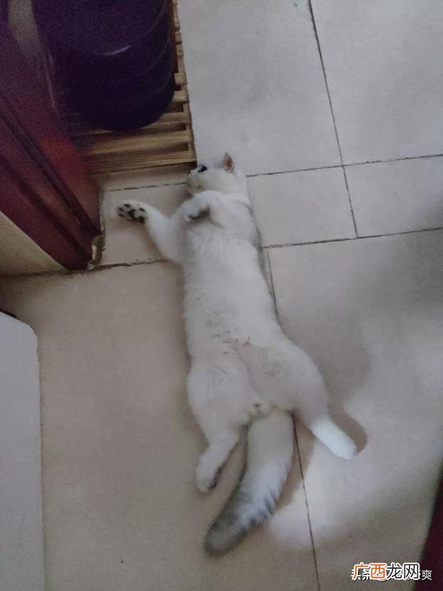 猫咪不让抱怎么办,我家的猫咪为什么不愿意让人抱？