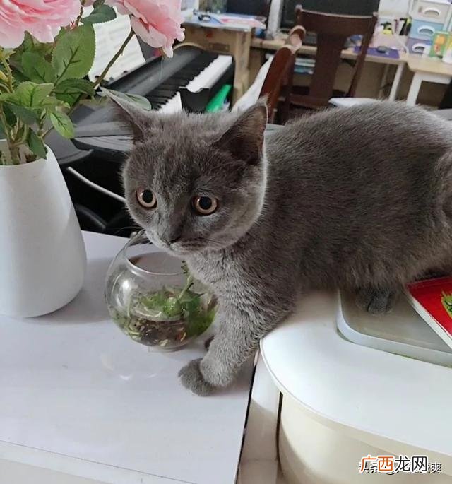 猫咪不让抱怎么办,我家的猫咪为什么不愿意让人抱？