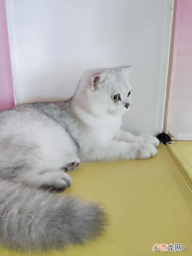 猫咪不让抱怎么办,我家的猫咪为什么不愿意让人抱？