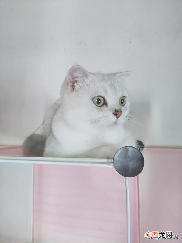 猫咪不让抱怎么办,我家的猫咪为什么不愿意让人抱？