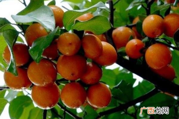 金弹子果实能吃吗,金弹子果实可以吃吗？