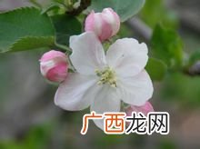 苹果花是什么颜色,苹果红的像什么比喻句？