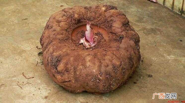 魔芋有哪些功效与作用