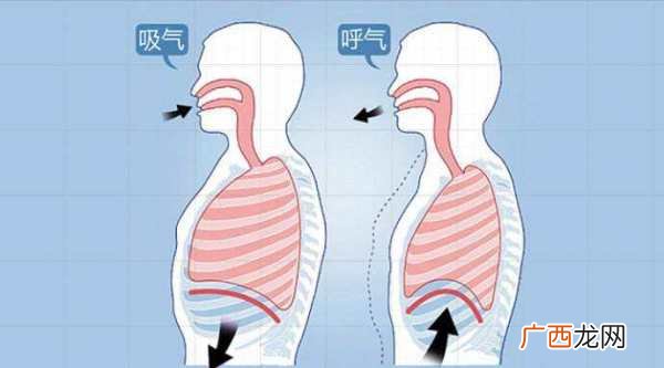 呼吸肌包括哪些,四大肌群是哪些？怎样合理安排增肌？