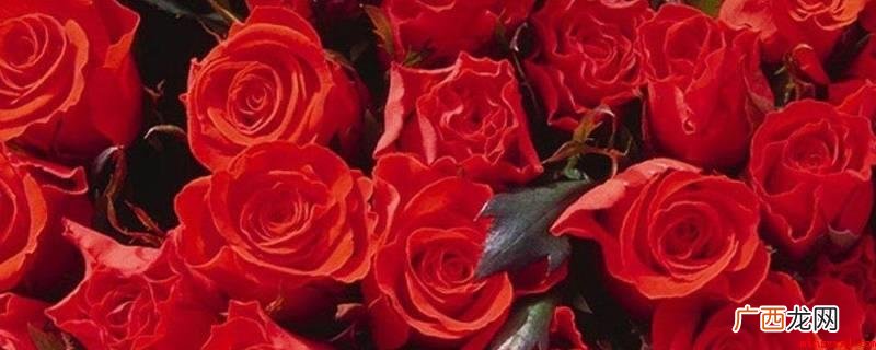 19朵红玫瑰的含义如下 19多朵红色玫瑰花