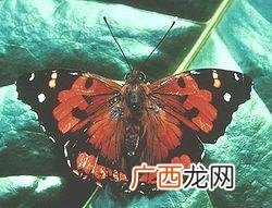 蝴蝶喜欢吃什么,蝴蝶吃什么东西？