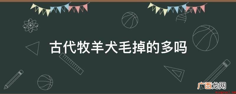 古代牧羊犬毛发的解决方法 古代牧羊犬毛掉的多吗