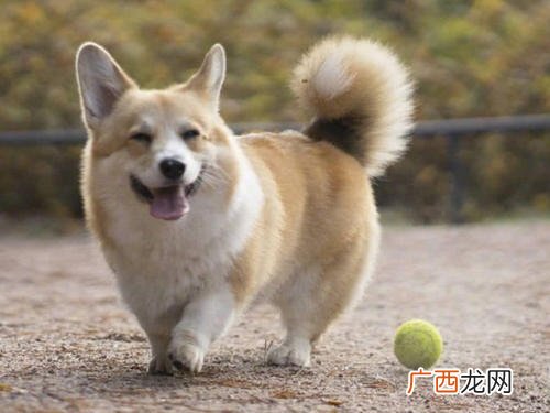 为什么柯基要断尾,柯基出生几天断尾？
