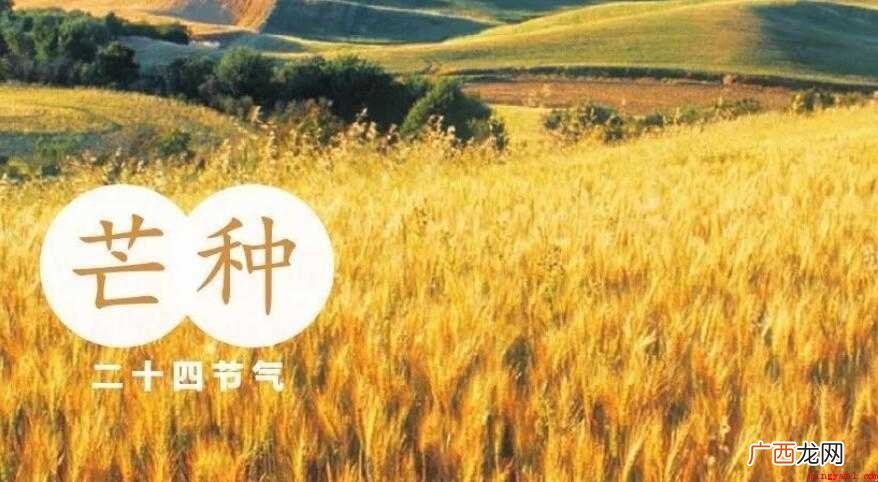 芒种有哪些习俗