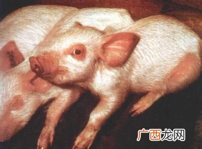 猪的正常体温是多少,猪、牛、羊的体温和它们生存的环境温度范围？
